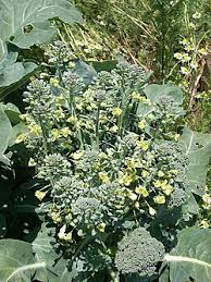 Sea Kale Vegetable Seeds for Planting