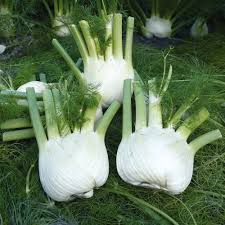 White Florence Fennel Vegetable Seeds for Planting