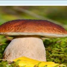 Porcini Mushroom Seeds for Planting