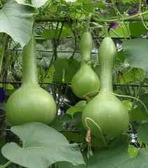 Dipper Pumpkin Seeds for Planting  Grow Your Own Pumpkins