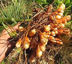 Brown Turmeric Seeds for Planting