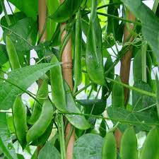 Green Lima Bean Seeds for Vegetable Planting