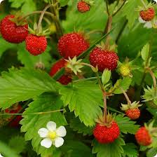 Alpine Strawberry (Fragaria vesca) Seeds – Red Fruit, White Flowers
