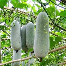 Wax Gourd Planting Seeds  Ideal for Your Vegetable Garden