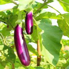 Violet Brinjal Vegetable Seeds for Planting
