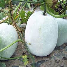 Super Big Winter Melon Seeds for Planting  Premium Vegetable Seeds