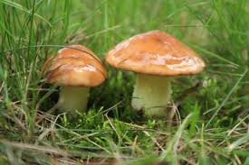 Slippery Jack Mushroom Vegetable Seeds for Planting