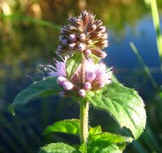 Pink United Mint Planting Seeds for Vibrant Gardens