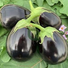 Black Eggplant Vegetable Seeds for Planting | Grow Delicious Eggplants at Home