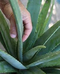 Edible Aloe Vera Plant Seeds for Easy Planting  Grow Fresh Aloe at Home