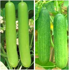Benincasa Vegetable Seeds Planting Guide: Year-Round Growing Made Easy
