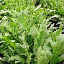 Green Rocket Salad Vegetable Seeds for Easy Planting