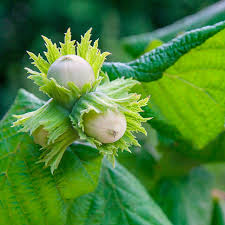 American Hazelnut Tree (Corylus americana) Fruit Nut Seeds
