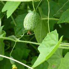 Green Cucamelon Vegetable Seeds for Planting