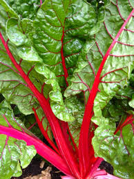 Red Swiss Chard Seeds for Planting - Nutrient-Rich Vegetable