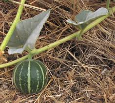 Green Calabazilla Vegetable Seeds for Easy Planting