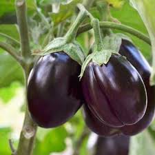 SAFLAX Eggplant Seeds for Easy Planting  Grow Your Own Vegetables
