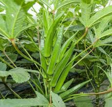 Orka Vegetable Seeds for Planting