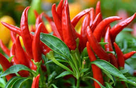 Transform Your Garden with Thai Dragon Peppers - Seeds for Authentic Spice