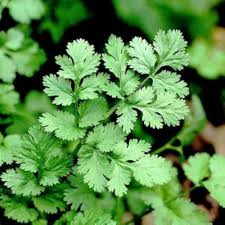 Light Green Coriander Seeds - Perfect for Vegetable Planting