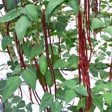 Red Unguiculata Vegetable for Planting Seeds