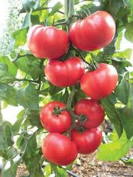 Red Mortgage Vegetable Planting Seeds - Premium Quality for Your Garden