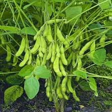 Brown Soybean Planting Seeds for Vegetable Gardening