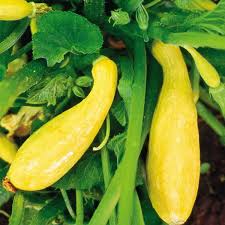 Yellow Crookneck Vegetable Seeds  Perfect for Planting