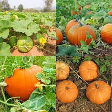 Mixed Pumpkin Planting Seeds for a Bountiful Harvest