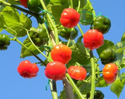Rocoto Vegetable Seeds for Planting - Grow Your Own Spicy Peppers