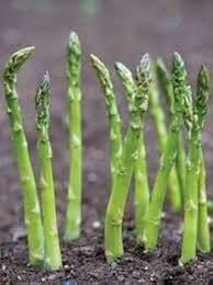 Green Wild Asparagus Seeds for Planting