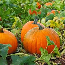 Vegetable Pumpkin Seeds Collection for Easy Planting
