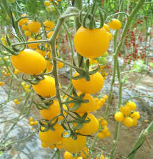 Gold Tomato Seeds for Vegetable Planting