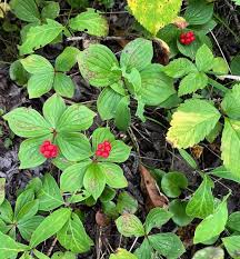 Western Bunchberry (Alaskan Dogwood) Canadian Cornus unalaschkensis Groundcover Flower Seeds