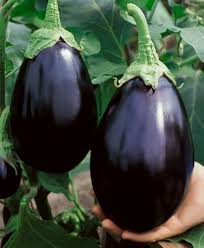 Black Eggplant Vegetable Seeds for Planting | Grow Delicious Eggplants at Home
