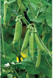 Peas Vegetable Seeds for Easy Planting