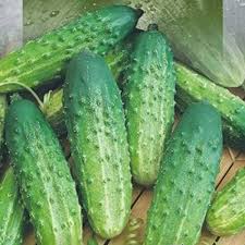 Octopus Cucumber Vegetable Seeds for Planting