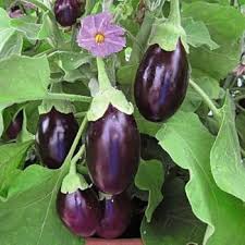 Brinjal Vegetable Seeds for Planting