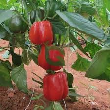 Sweet Pepper Seeds for Planting  Vibrant Vegetables for Your Garden