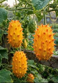 Orange Kiwano Seeds for Planting