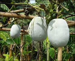 Super Big Winter Melon Seeds for Planting Premium Vegetable Seeds
