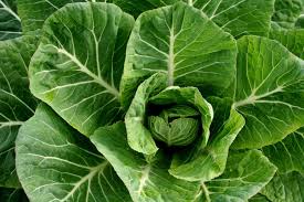 Collard Greens Seeds for Planting