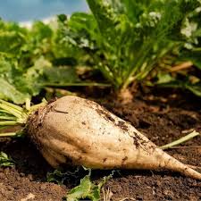 Cream Sugar Beet Seeds for Home Garden Planting