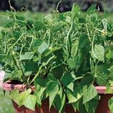 White Cattle Bean Seeds  Perfect for Home Vegetable Gardens
