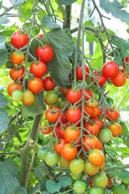 Red Tumbler Tomato Seeds for Planting