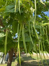 Green Catalpa Bignonioides Seeds for Planting