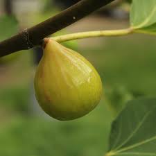 Kodota Fig Seeds for Planting Hardy Sweet Fruits