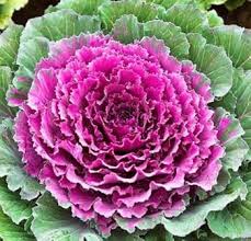 Pink Nagoya Kale Seeds for Planting - Vibrant Vegetable Variety