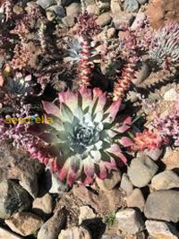 Dudleya Flower Seeds For Planting - Unique Succulent Garden