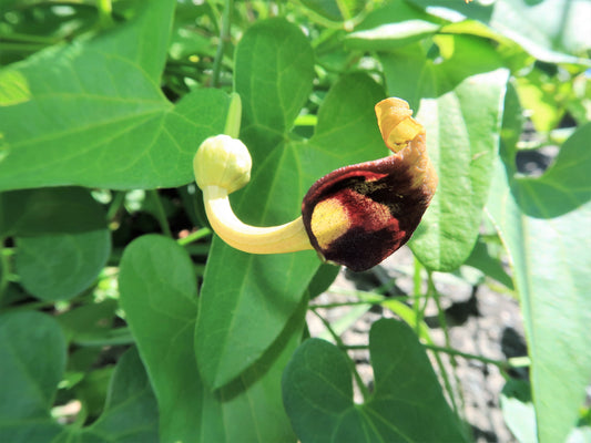 Packet of Slender Dutchman’s Pipe vine seeds for planting